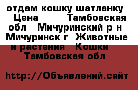 отдам кошку шатланку  › Цена ­ 10 - Тамбовская обл., Мичуринский р-н, Мичуринск г. Животные и растения » Кошки   . Тамбовская обл.